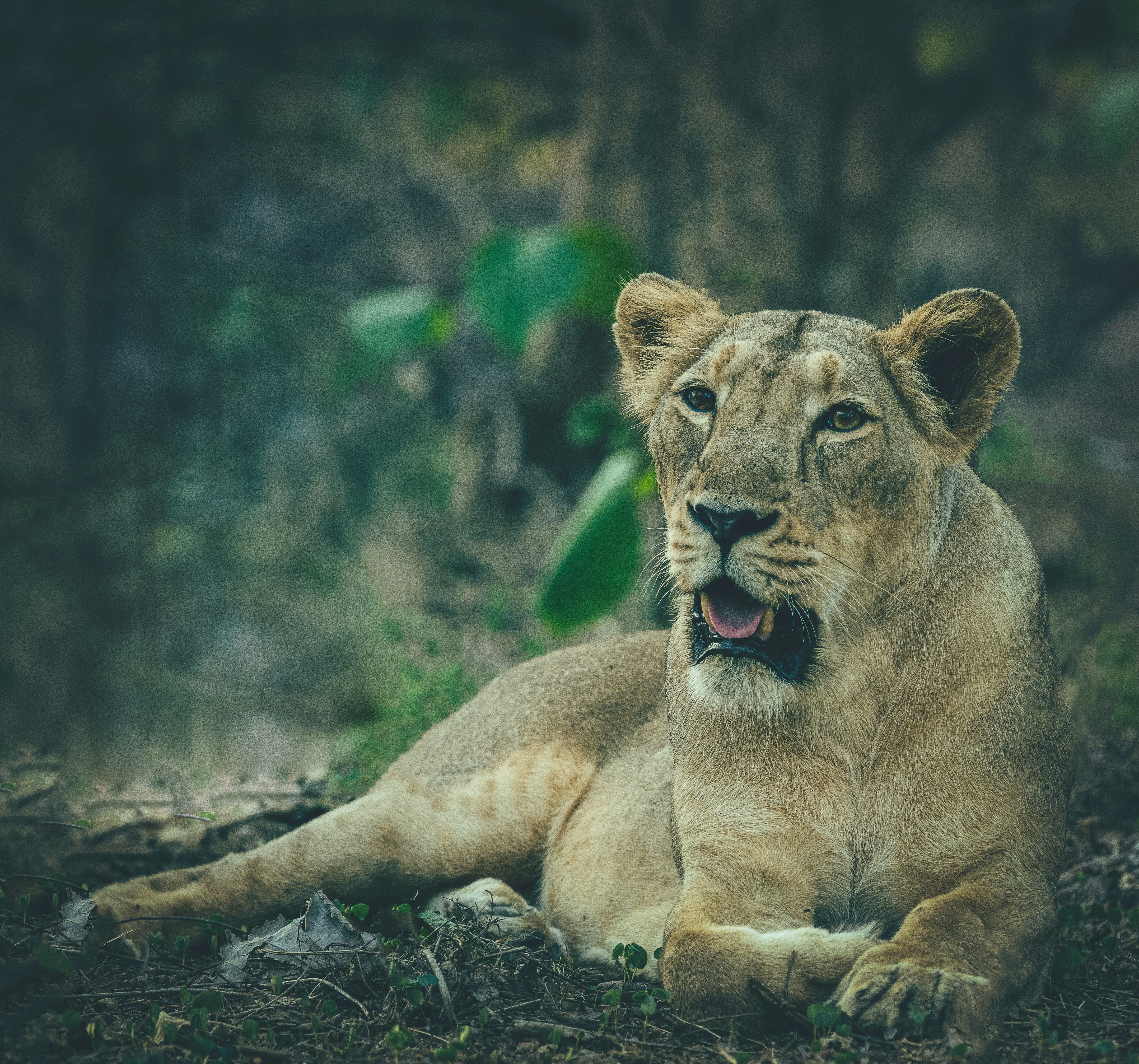 brown lioness on green grass during daytime